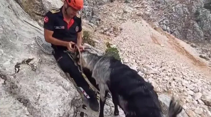 Kayalıklarda mahsur kalan keçiler kurtarıldı