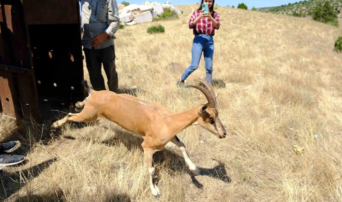 YOZGAT’IN AYDINCIK İLÇESİNDE BULUNAN