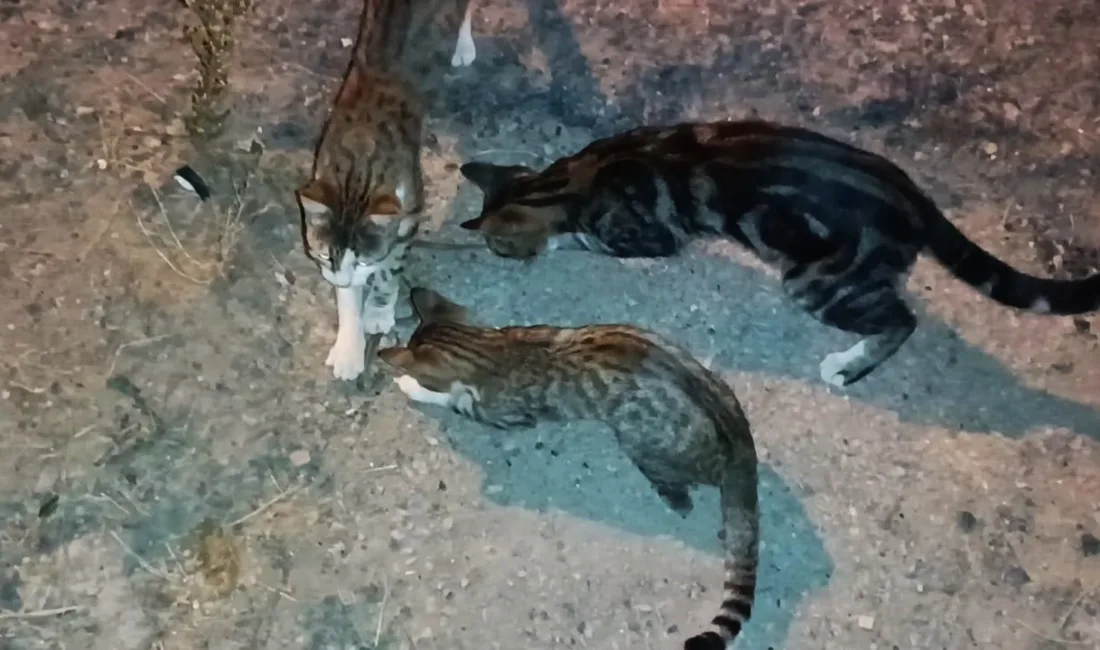 KARABÜK’TE 3 KEDİNİN YILANI