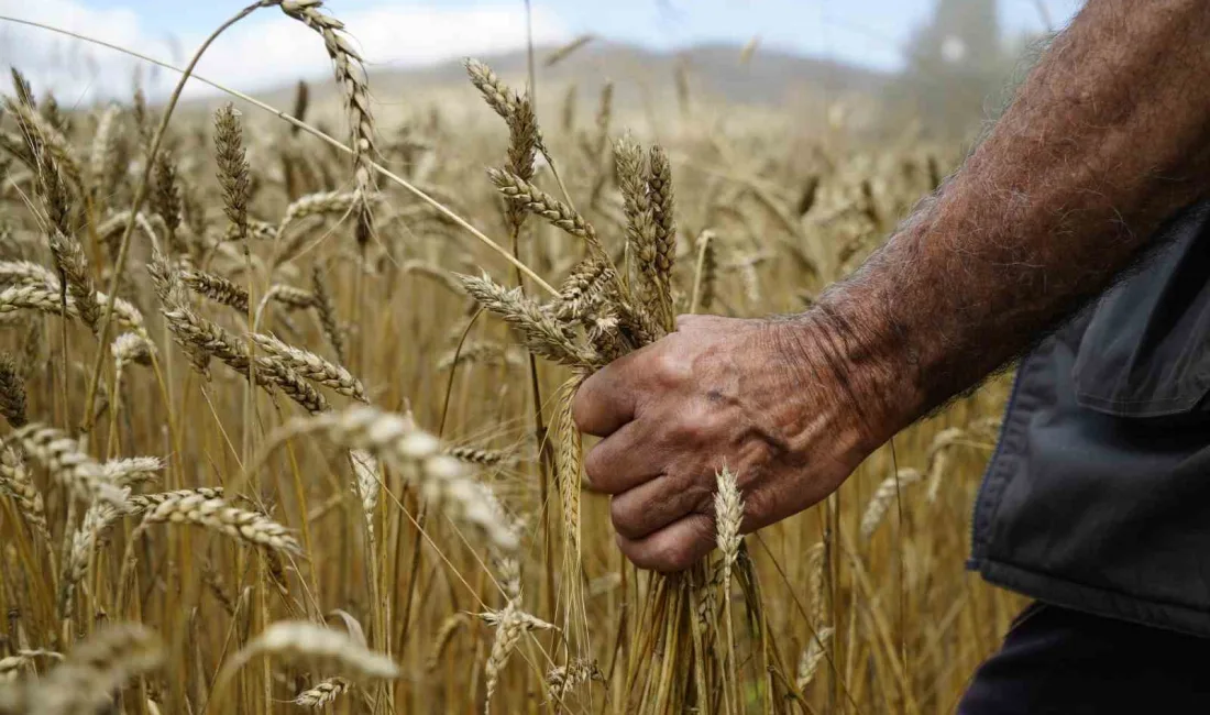 GÜMÜŞHANE’DE BUĞDAY HASADI BAŞLADI.