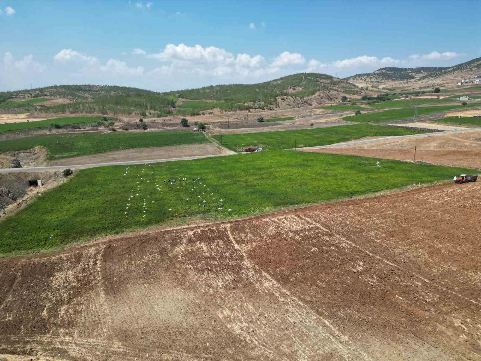 Kilis’te en acı hasat başladı