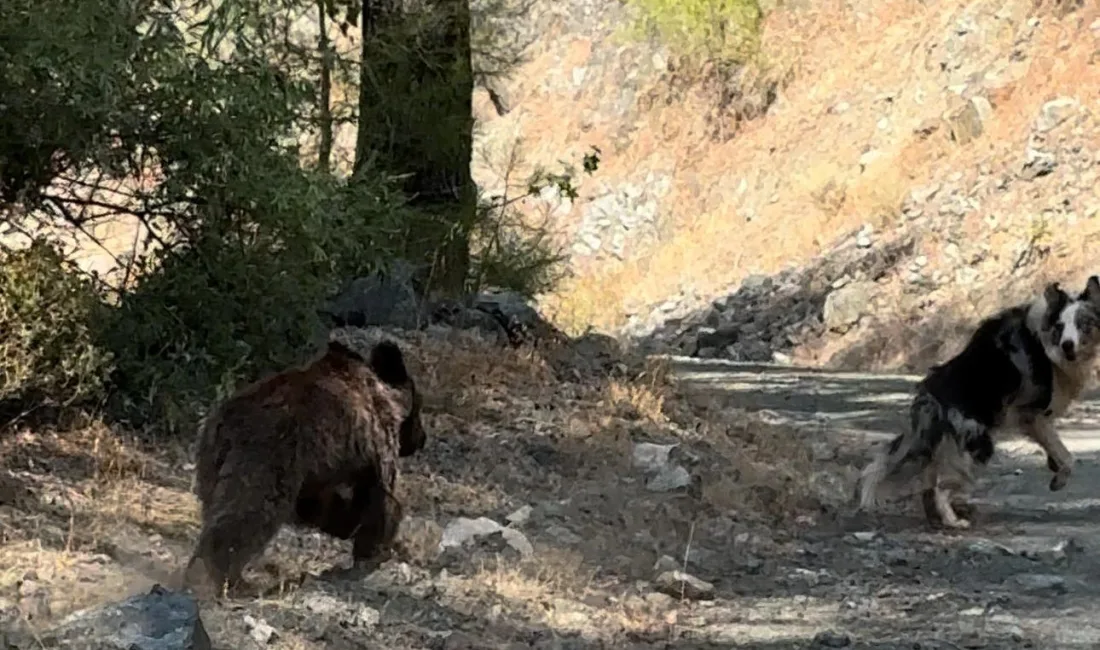 MARMARİS’TE KÖPEĞİ İLE GEZERKEN