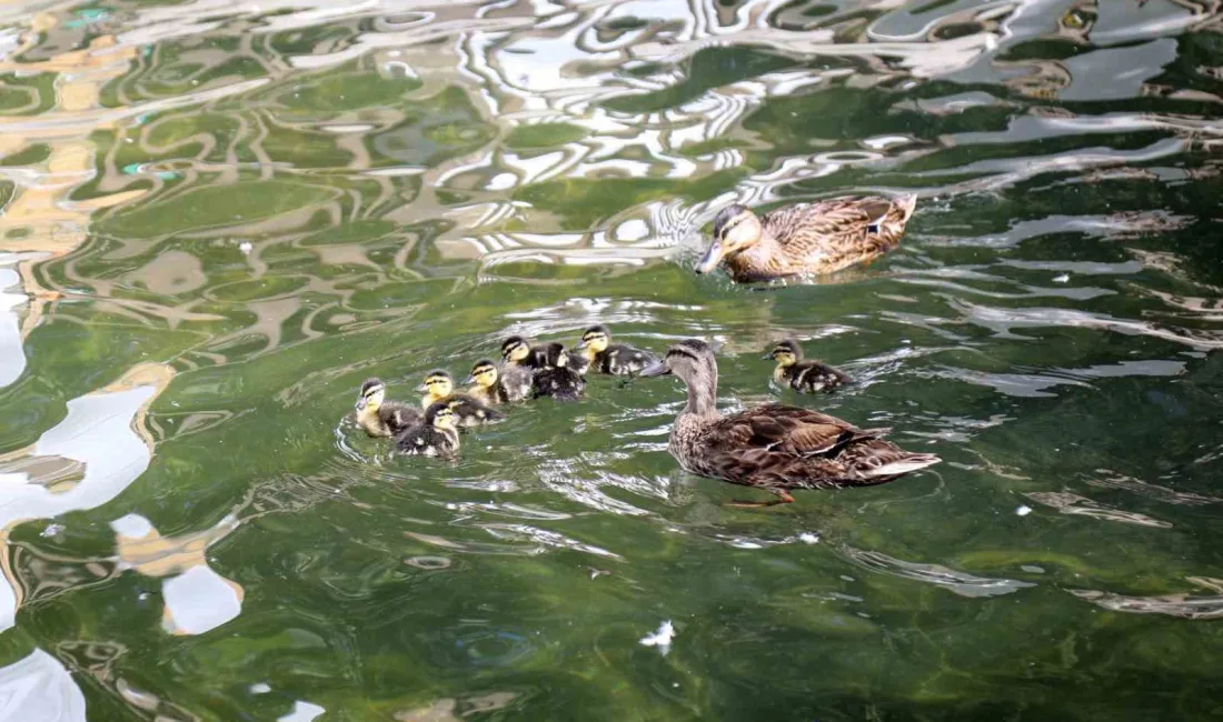 ANKARA’NIN SİMGELERİNDEN KUĞULU PARK'TA 8 YAVRU ÖRDEK DAHA SUYLA BULUŞTU.