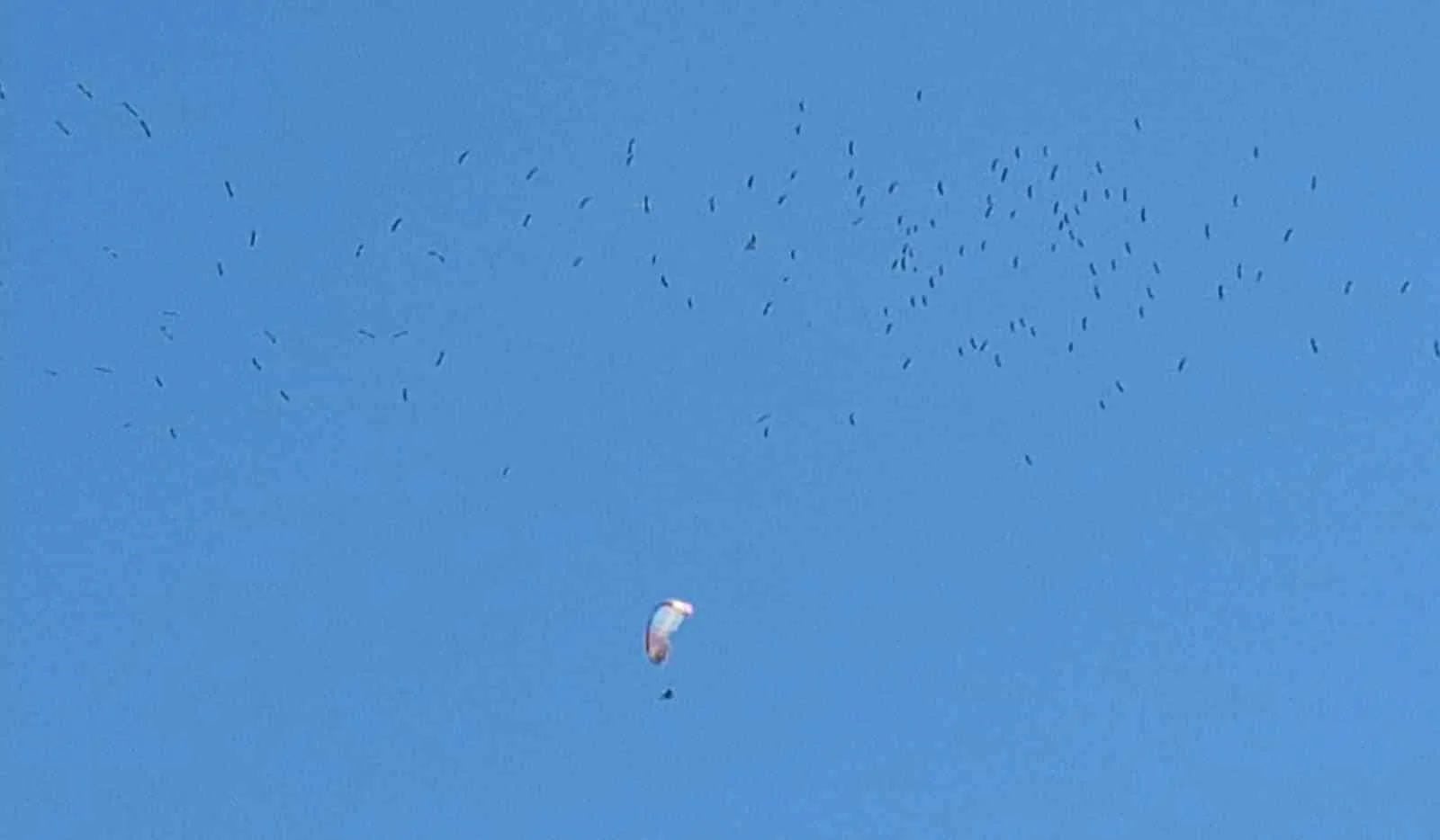 Leyleklerin paraşütçülerle dansı mest etti