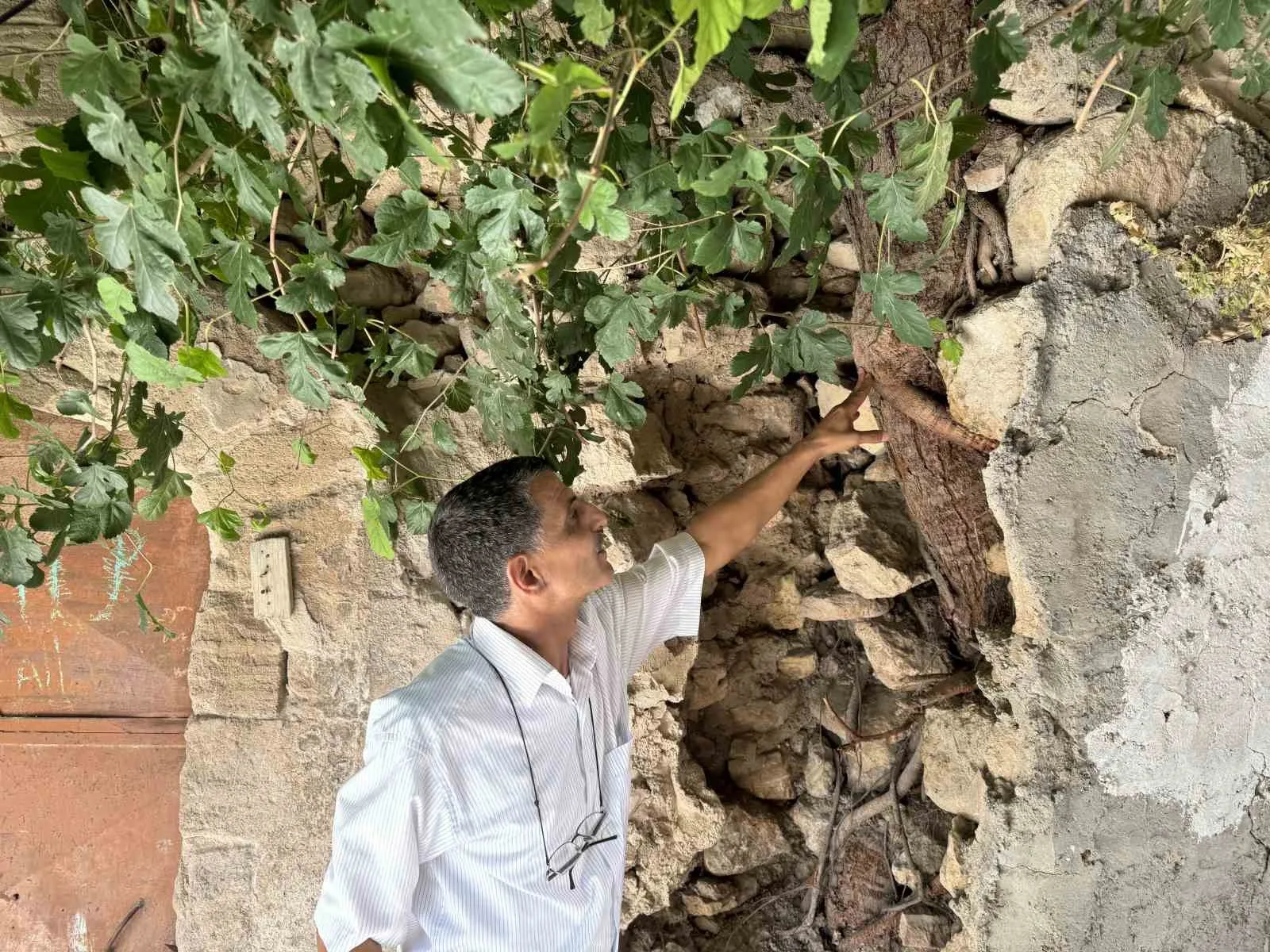 Mardin’de incir ağaçları tarihi yapılara veriyor