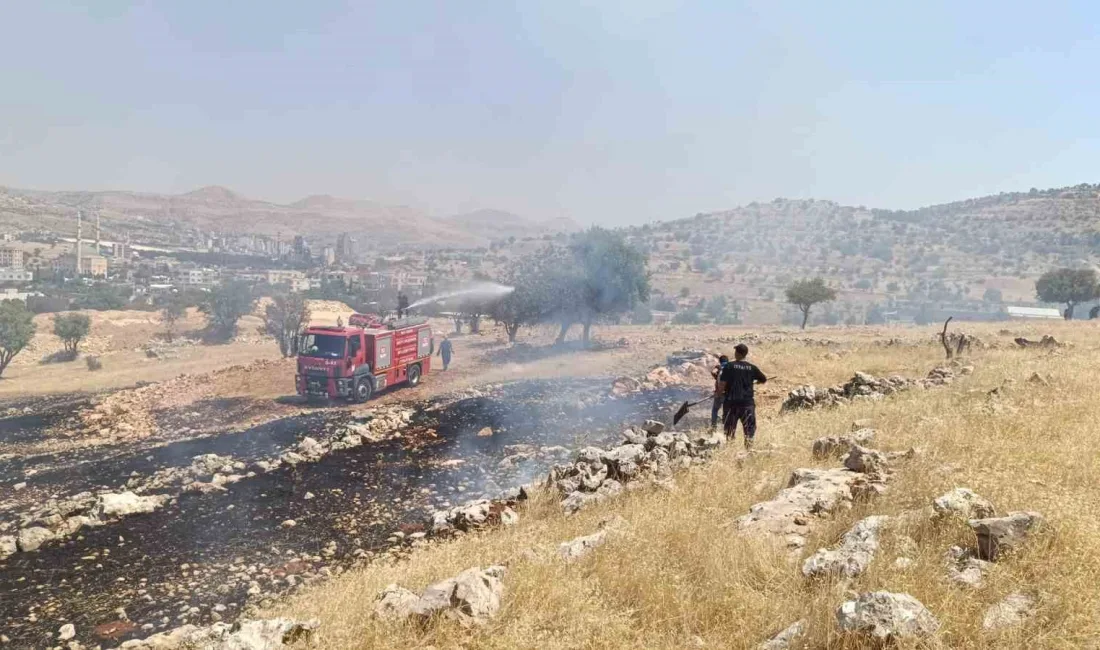 MARDİN’İN ARTUKLU İLÇESİNDE ORMANLIK