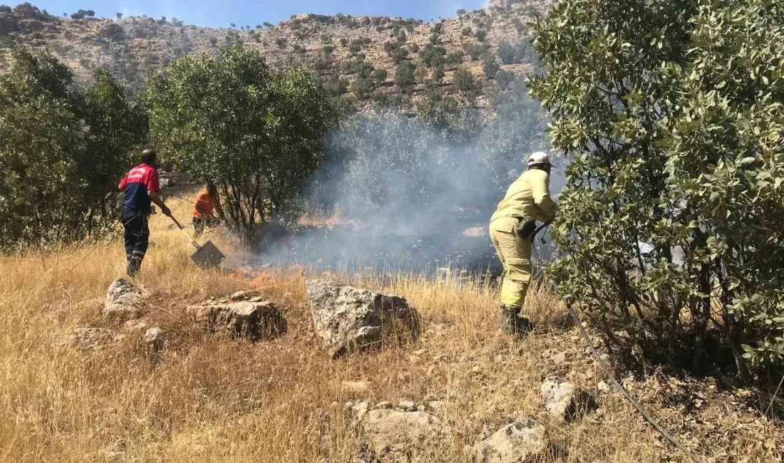 MARDİN’DE ORMANLIK ALANDA ÇIKAN