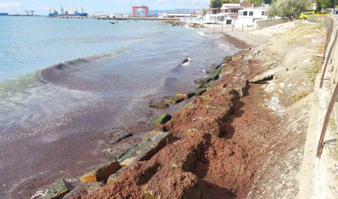 POYRAZIN ESMESİYLE KIYILARA DOĞRU