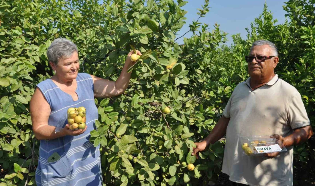 MERSİN’İN SİLİFKE İLÇESİNDE TROPİKAL