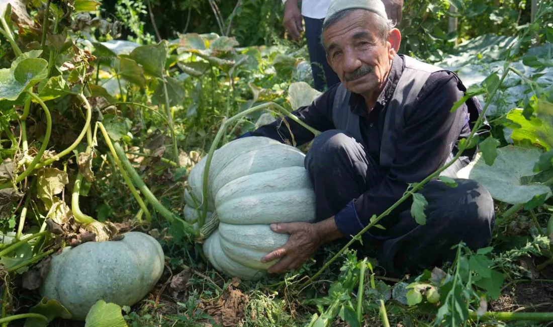 MUŞ’TA ÇİFTÇİLİKLE UĞRAŞAN 71