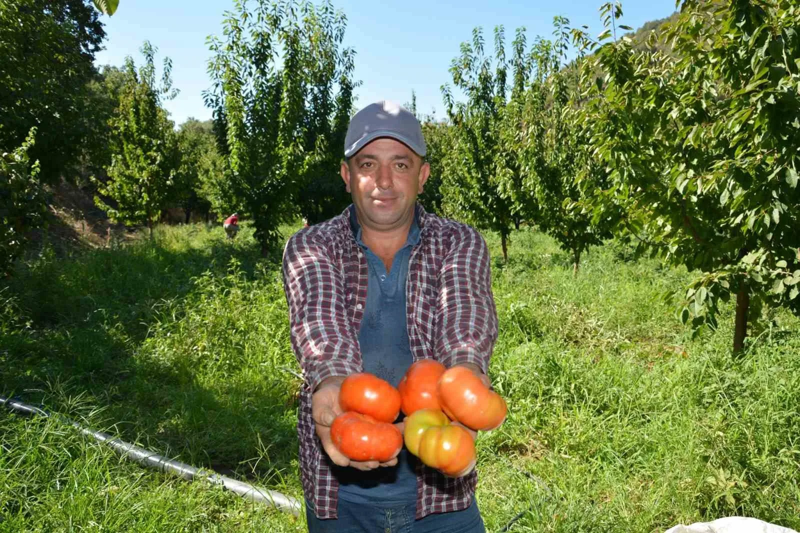 Nazilli’de domates hasat etkinliği yapıldı