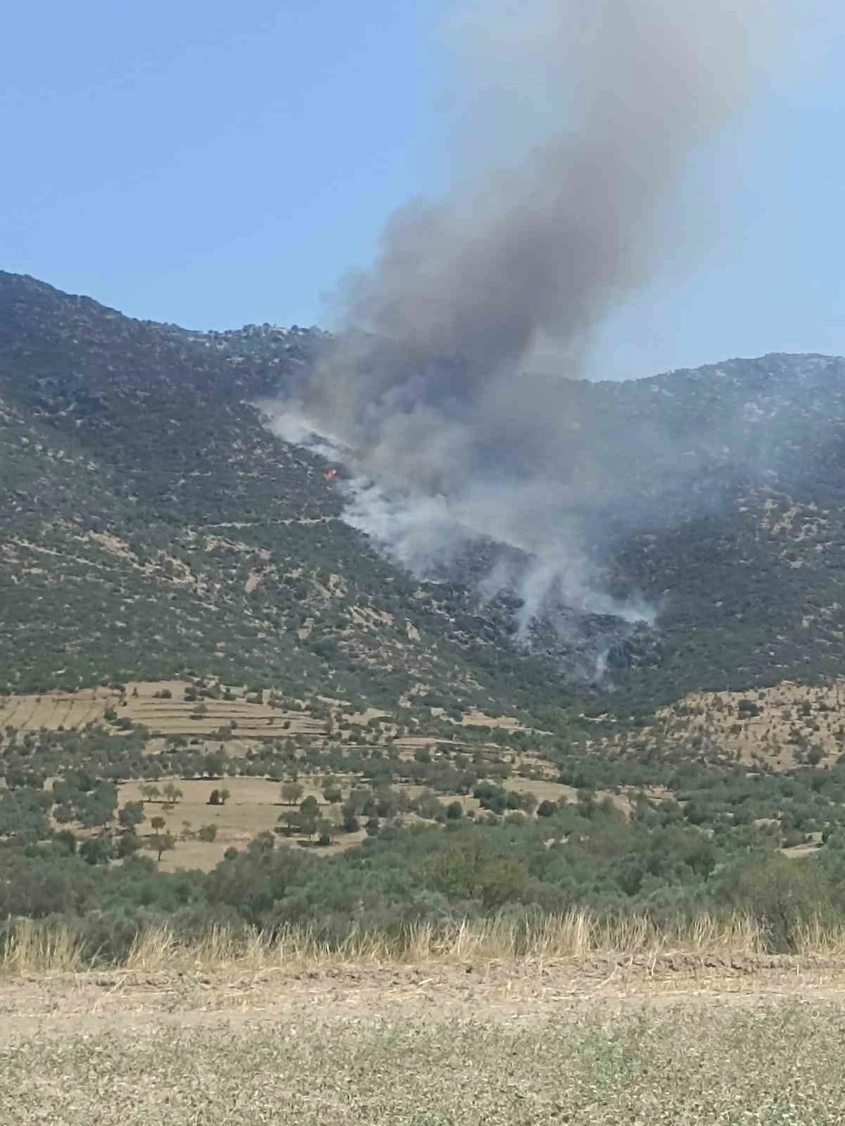 Nazilli’de makilik yangını