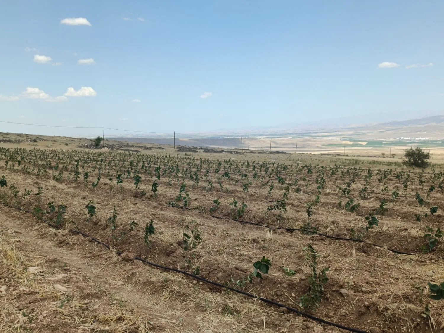 Niğde’de Tıbbi Aromatik Bitki Yetiştiriciliği Demonstrasyon Projesi hayata geçiyor