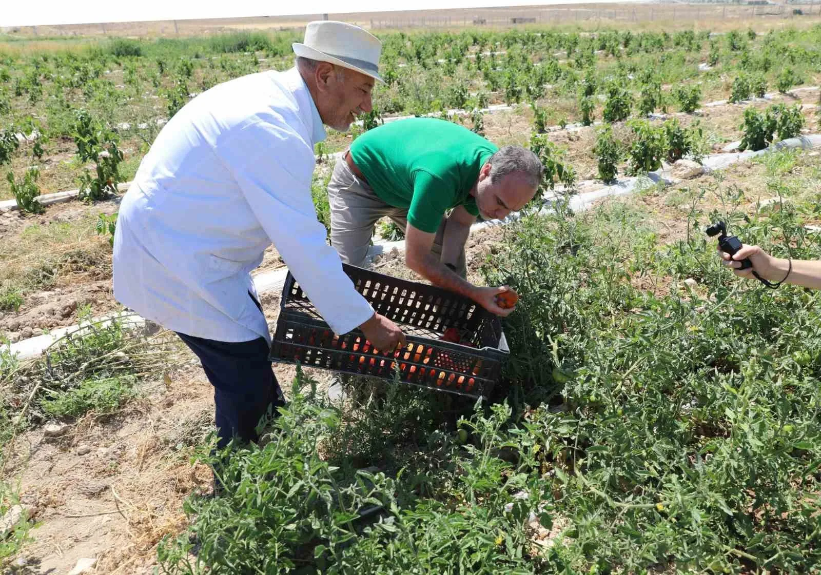 Niğde’de üniversitenin tarım arazilerinde sebze meyve hasadı başladı