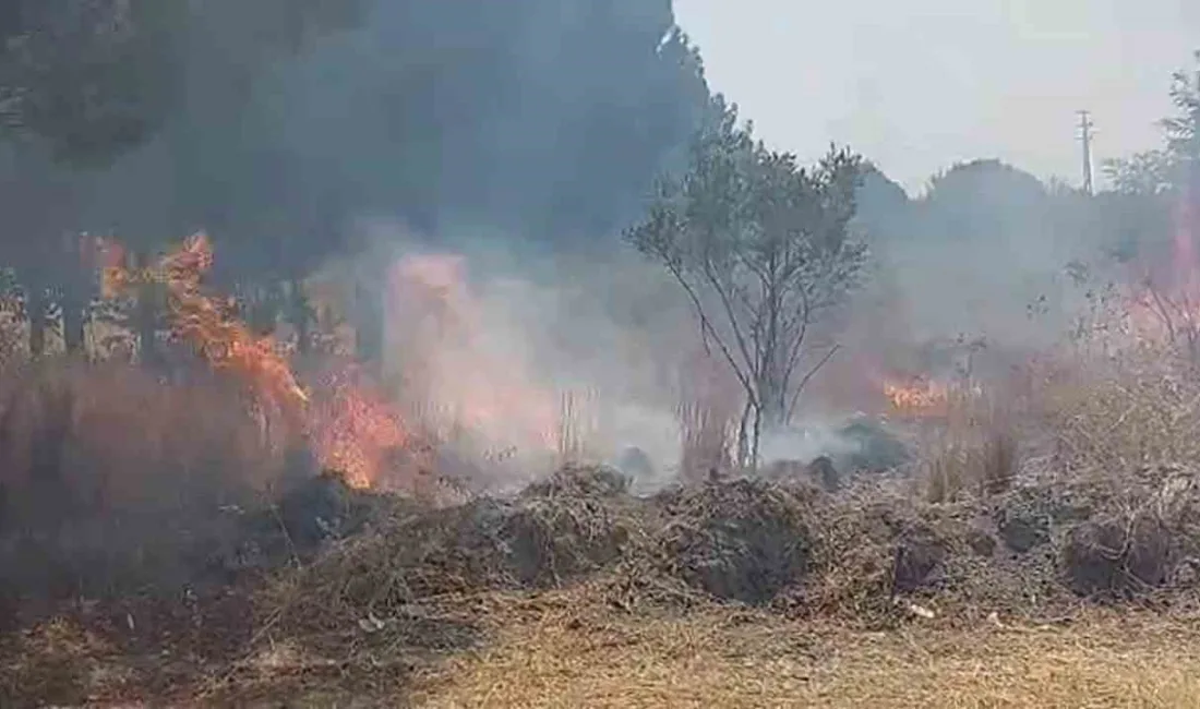 HATAY'IN ERZİN İLÇESİNDE ÇIKAN