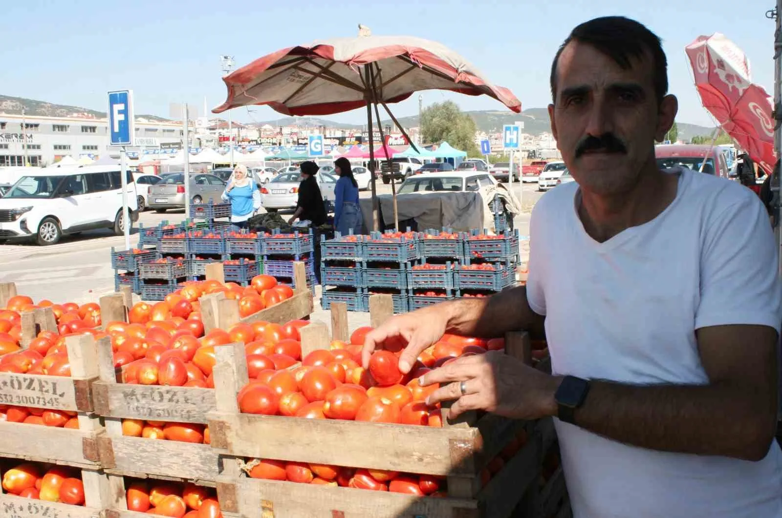 (ÖZEL) Salçalık domatesler görücüye çıktı