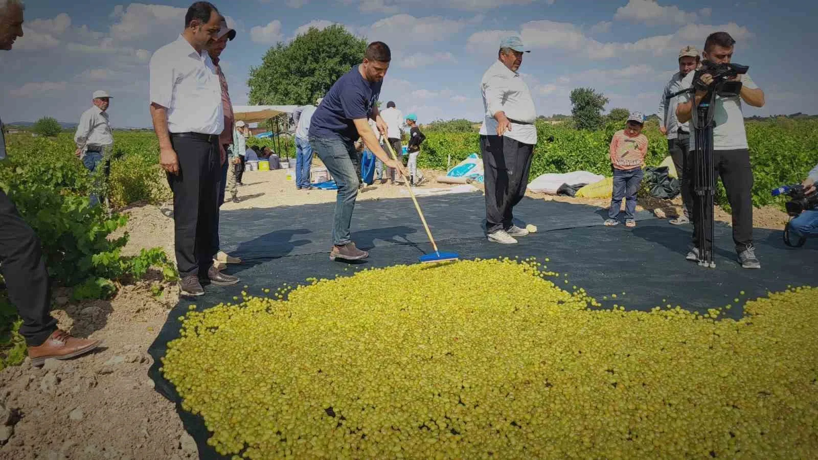 Peygamber üzümünün kurutulma yolculuğu başladı