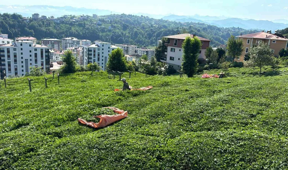 RİZE’DE ÇAY ÜRETİCİLERİ 3.