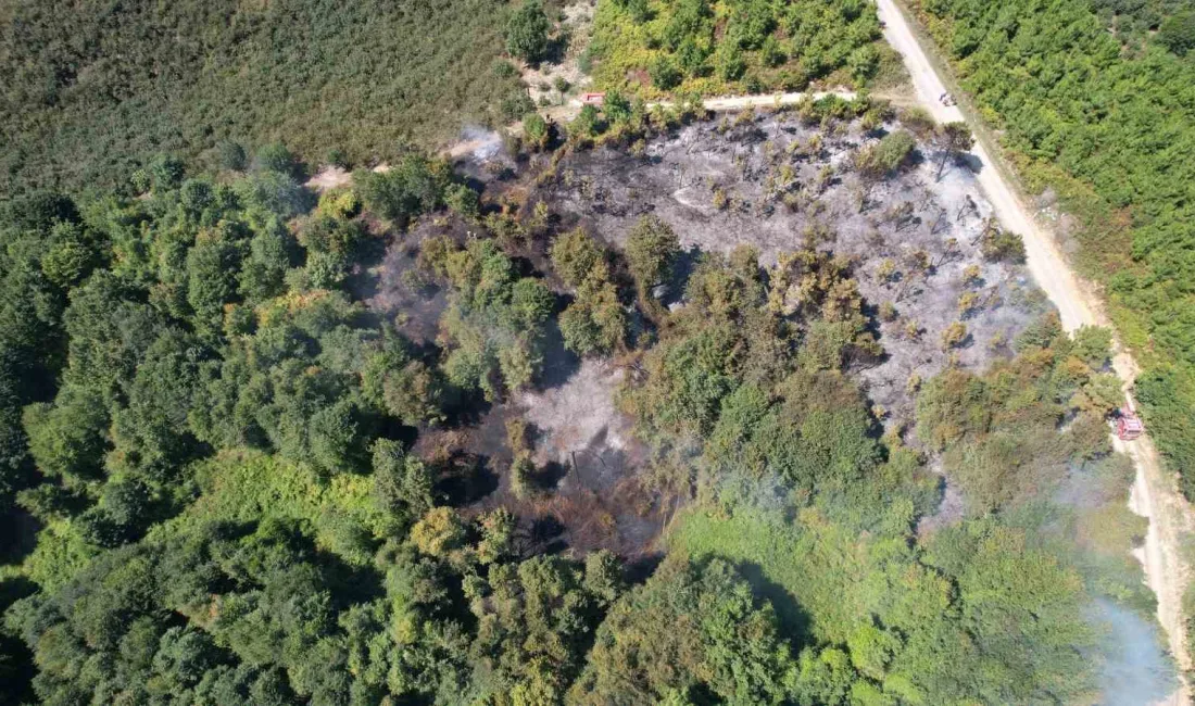 SAKARYA'NIN KARASU İLÇESİNDE ORMANLIK