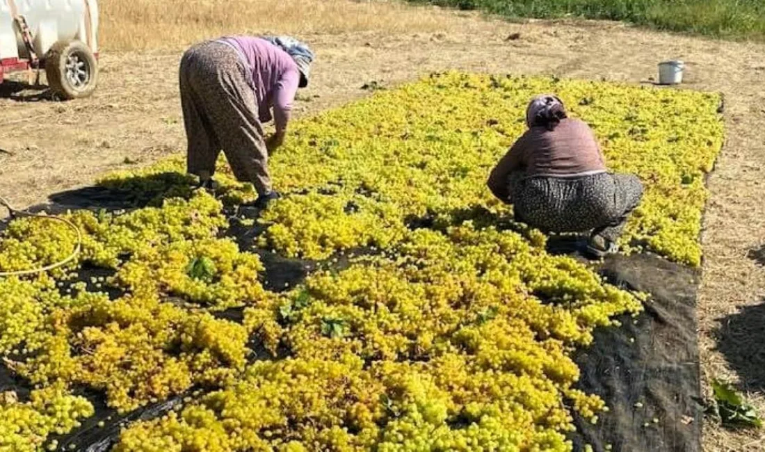 MANİSA'NIN DÜNYACA ÜNLÜ ÇEKİRDEKSİZ