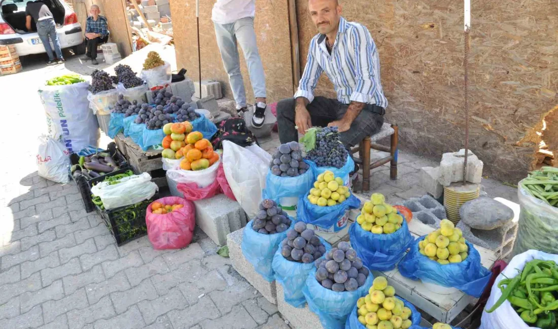 SASON'DA HASADI BAŞLAYAN İNCİR