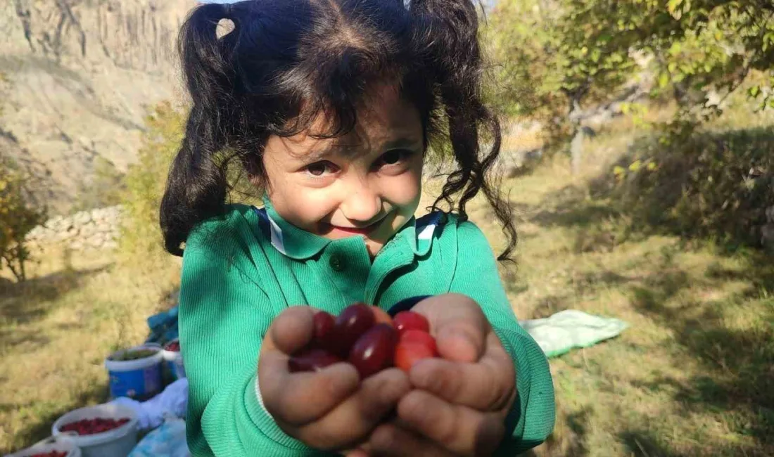 KIZILCIK DOĞAL OLARAK YETİŞİYOR