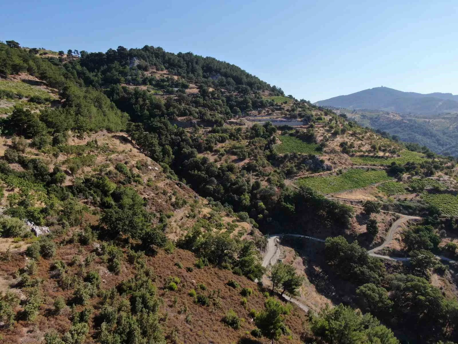 Sıcaklıklar İzmir’de incir hasadını 10 gün erkene çekti