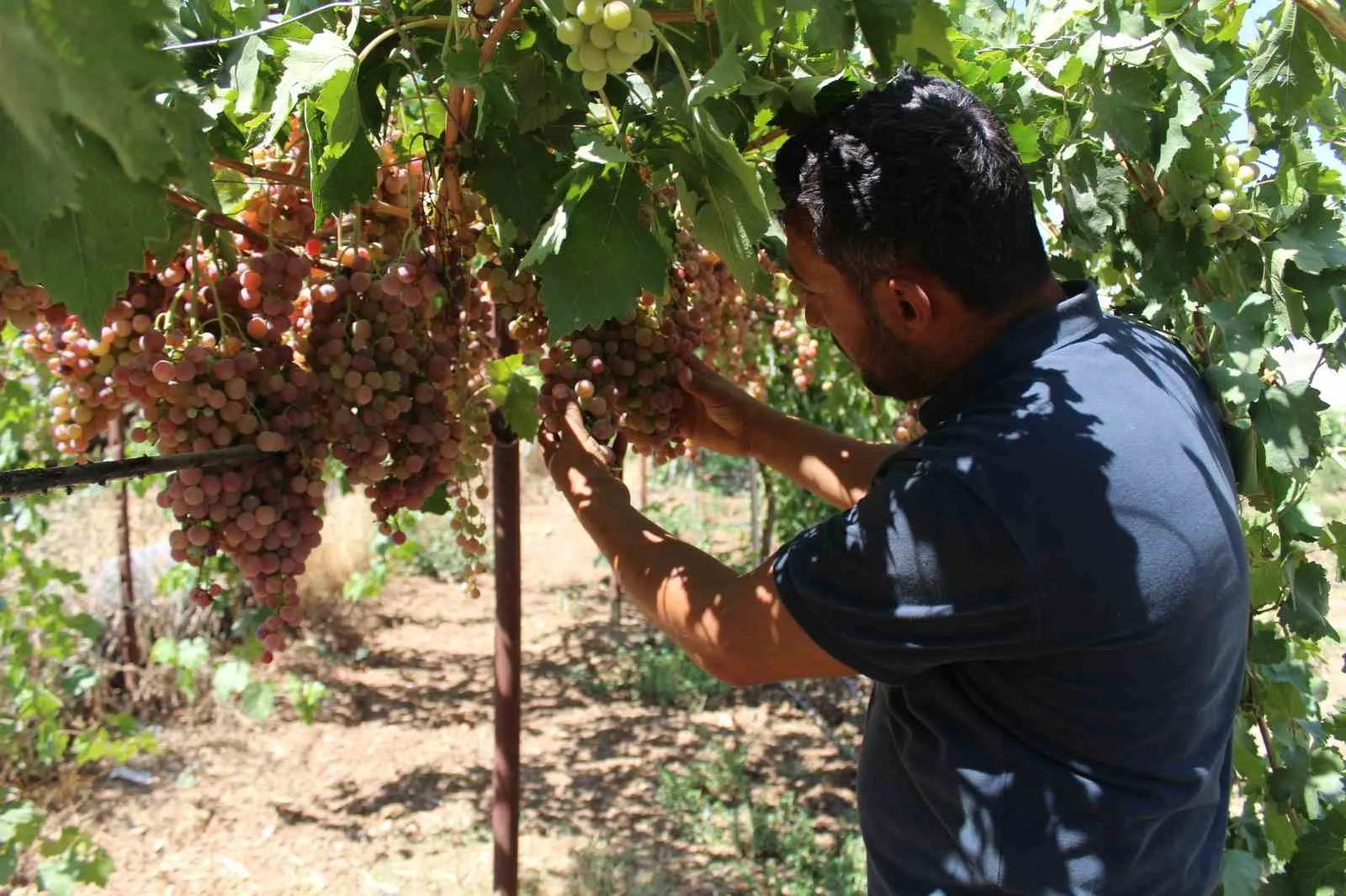 Siirt’te üzüm hasadı başladı