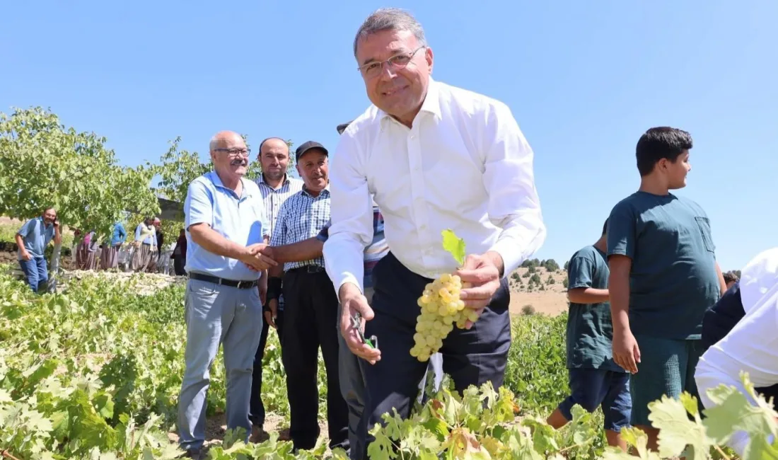 SİLİFKE’DE SOFRALIK ÜZÜM HASADI