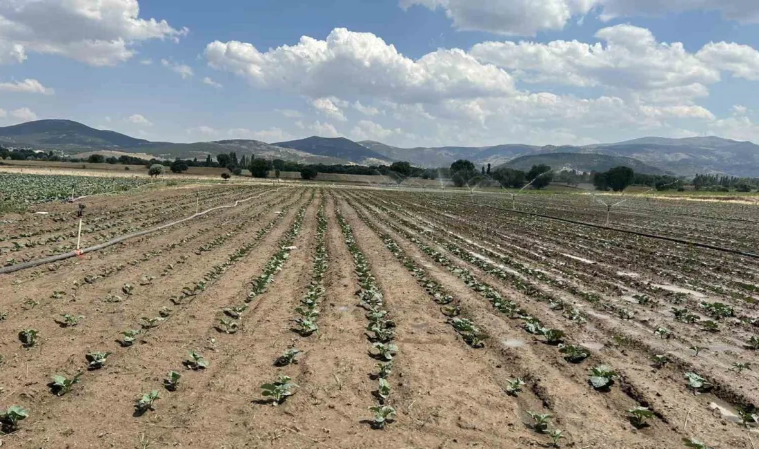 SİNANPAŞA'DA BROKOLİ ÜRETİMİ ARTIYOR