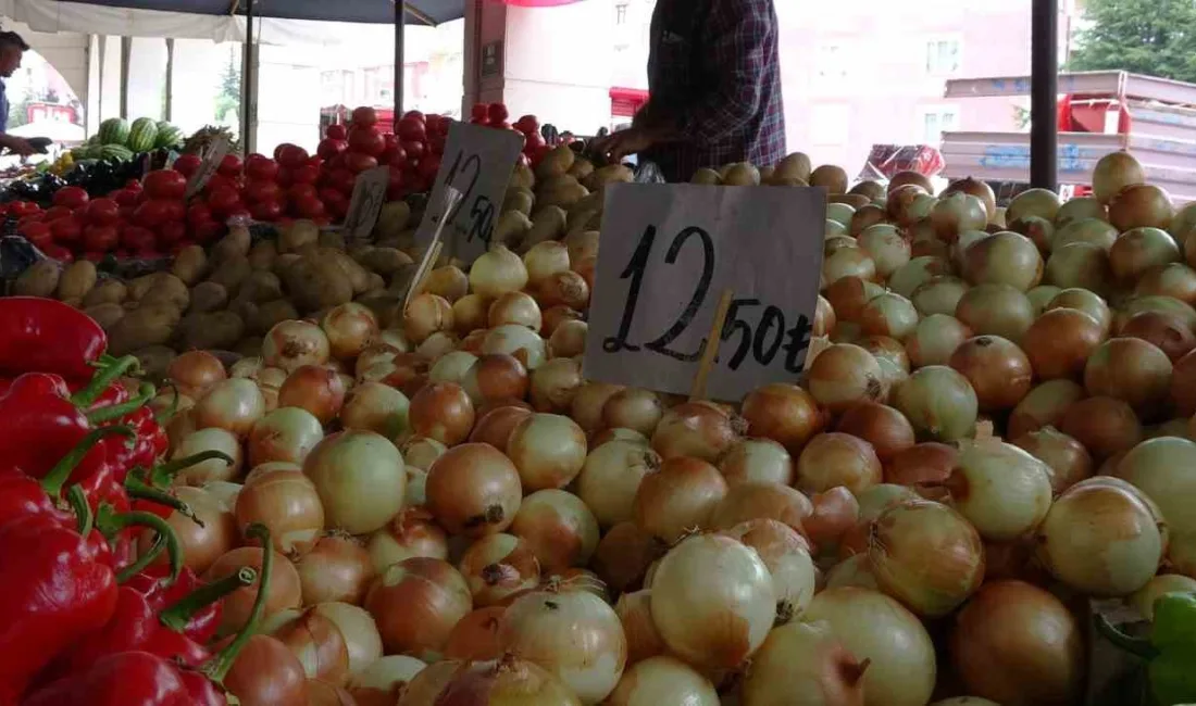 YENİ SEZONUN SOĞANLARI TARLADA