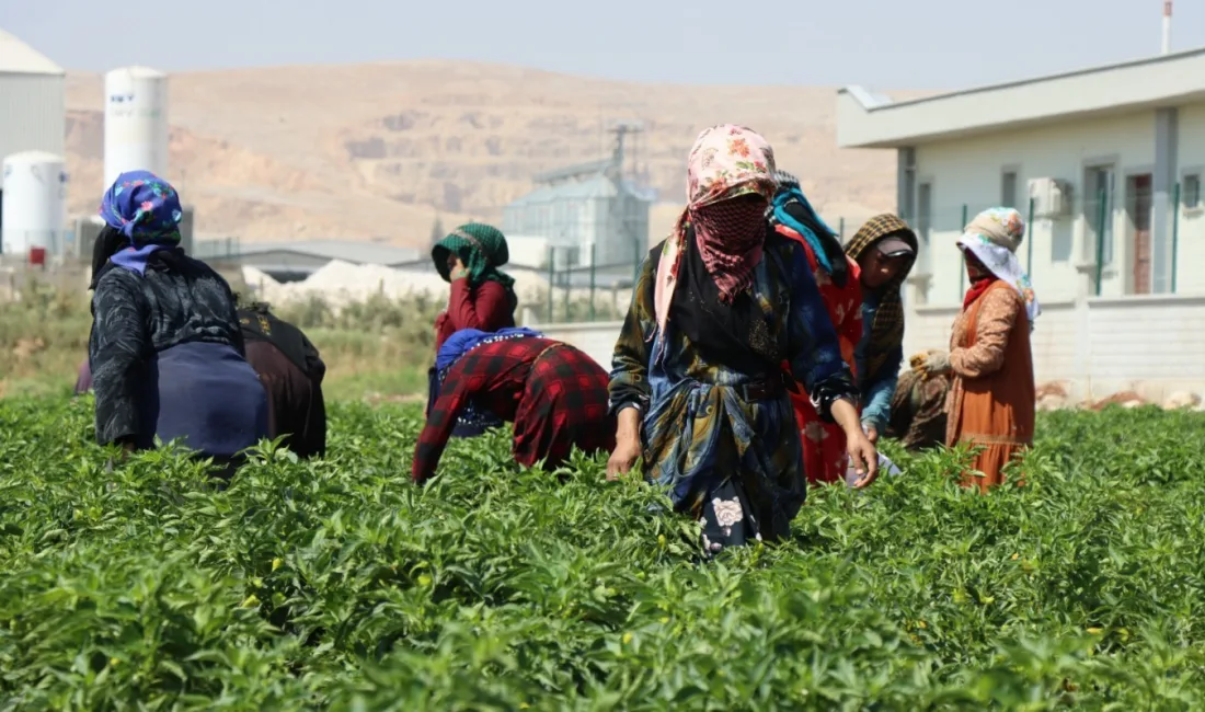 ŞANLIURFA'DA BİBER HASADI BAŞLADI.