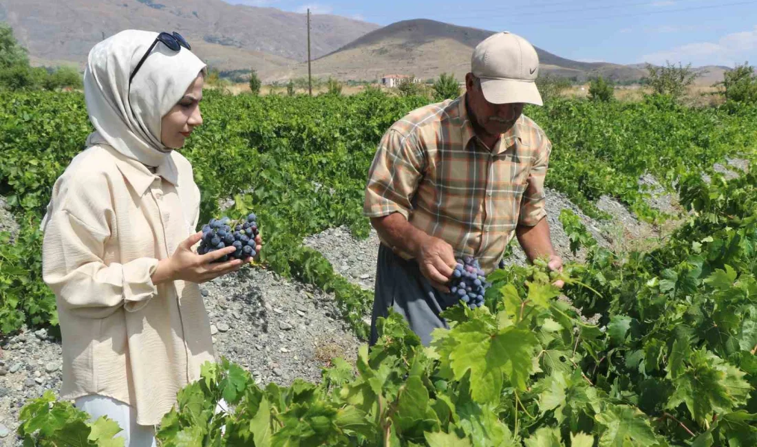 CİMİN ÜZÜMÜNÜN HASADI BAŞLADI