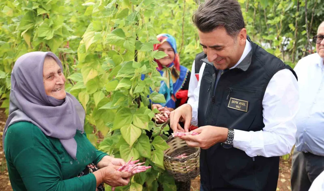 BİLECİK'TE BARBUNYA HASADI BAŞLADI