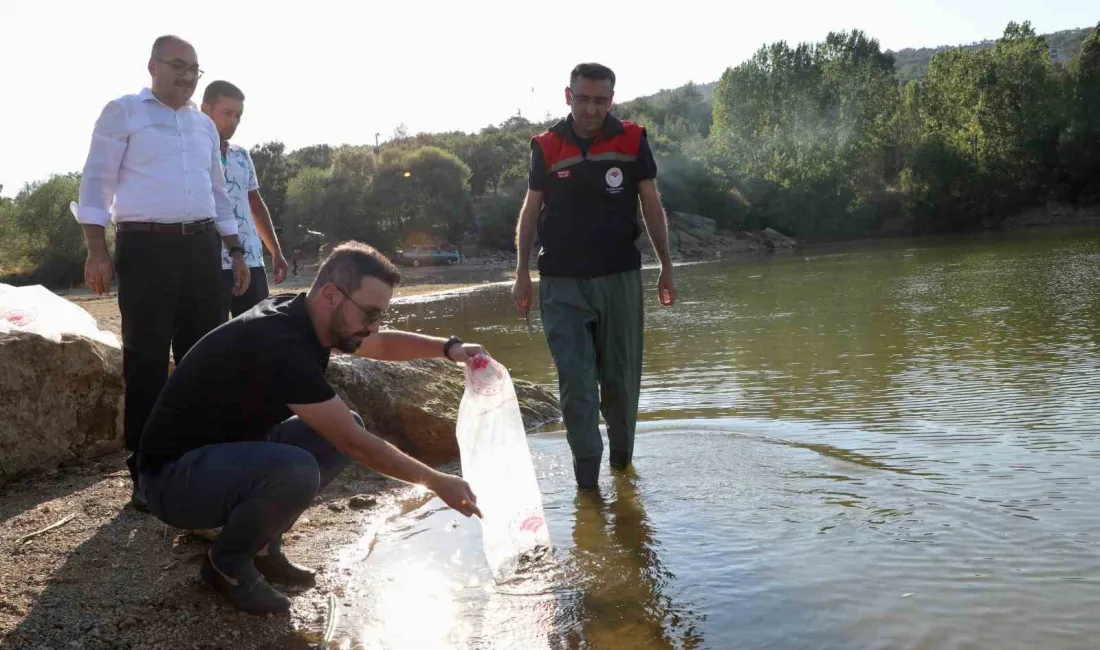 UŞAK’TA 24 GÖLETE TOPLAMDA 368 BİN ADET YAVRU SAZAN BALIĞI