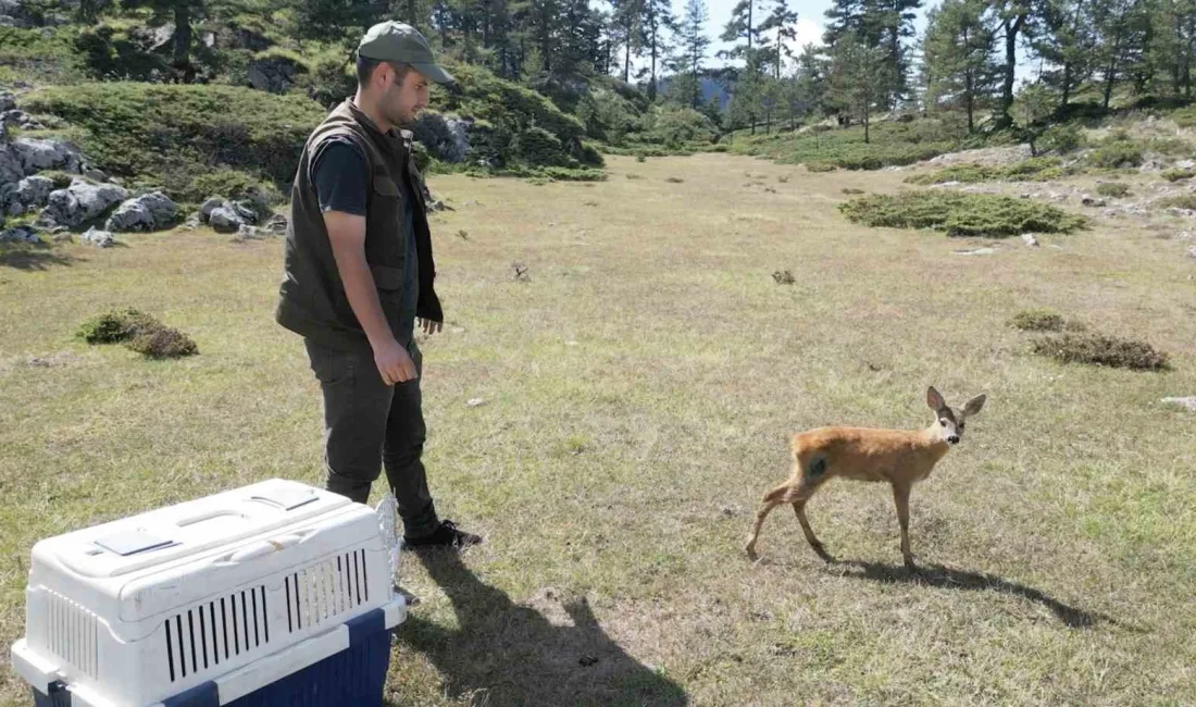 KASTAMONU'NUN ÇATALZEYTİN İLÇESİNDE YARALI