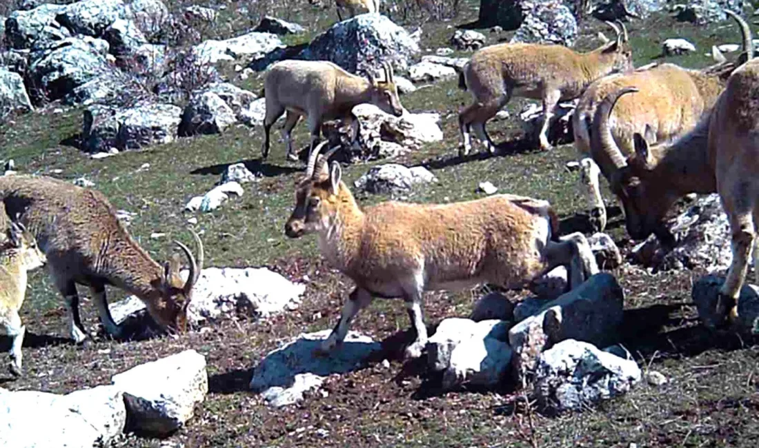 YABAN KEÇİSİ SÜRÜSÜ FOTOKAPANLA