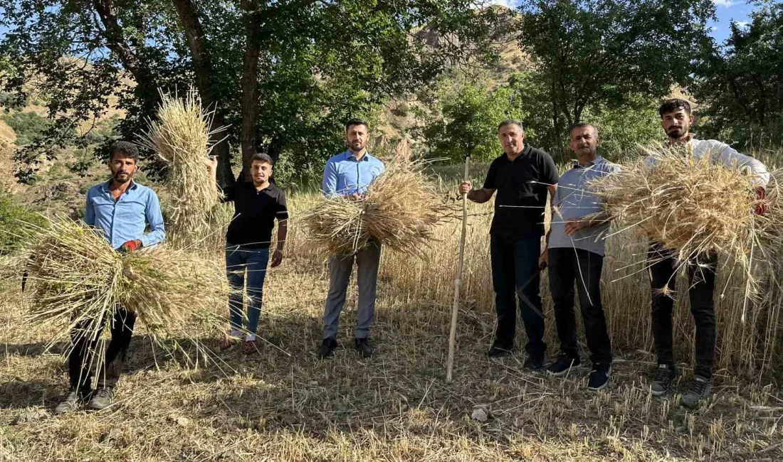 HAKKARİ'NİN YÜKSEKOVA İLÇESİNDEKİ ÇİFTÇİLER,