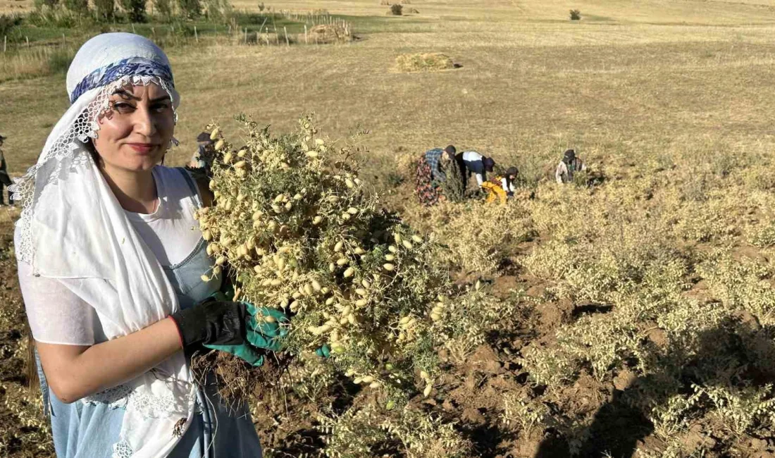 HAKKARİ'NİN YÜKSEKOVA İLÇESİNDEKİ TARIMSAL