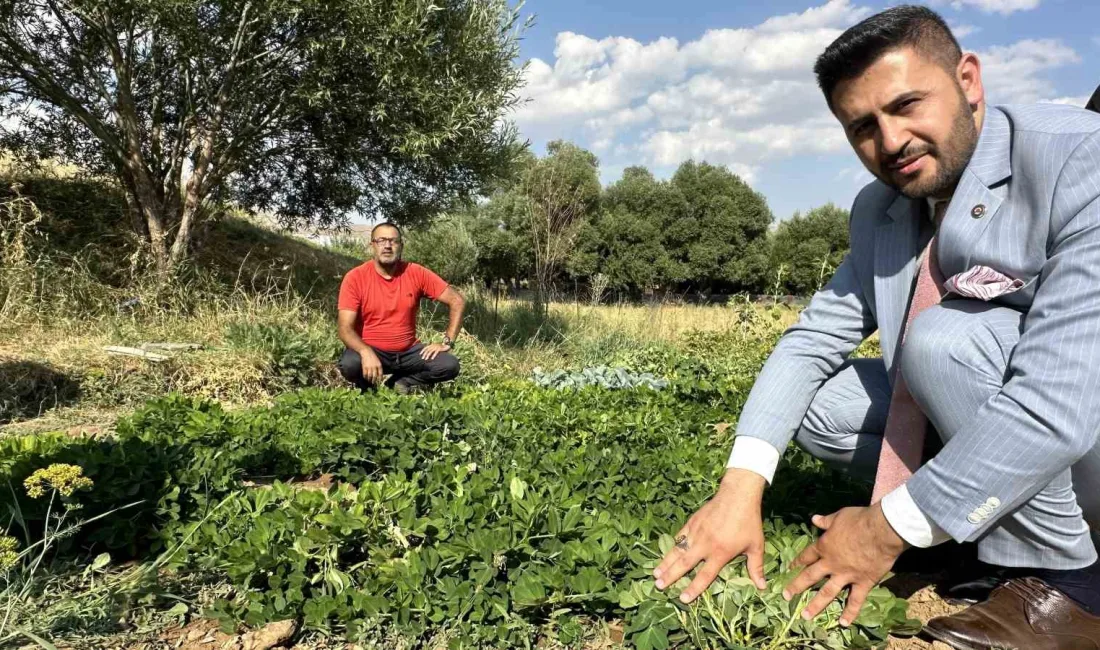 HAKKARİ’NİN YÜKSEKOVA İLÇESİNDE EKİMİ