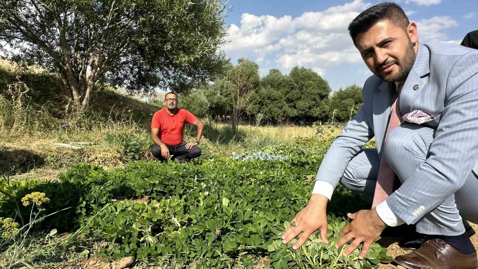 Yüksekova’da yer fıstığı yeryüzüne çıktı