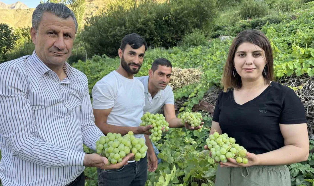 HAKKARİ’NİN YÜKSEKOVA İLÇESİNİN YEŞİLTAŞ