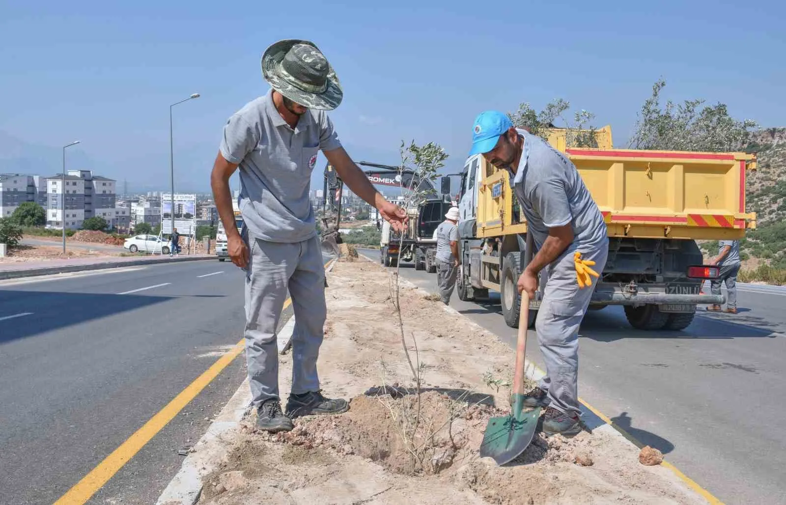 Zeytin Dalı Şehitleri Caddesi’ne 100 zeytin fidanı