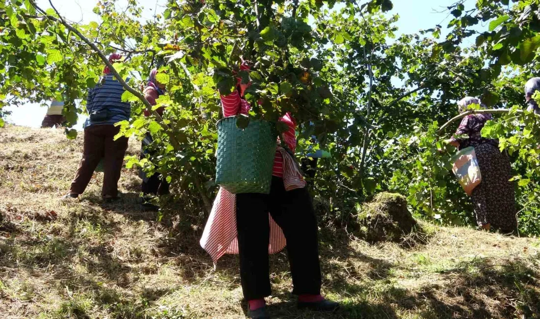 GİRESUN ZİRAAT ODALARI TARAFINDAN