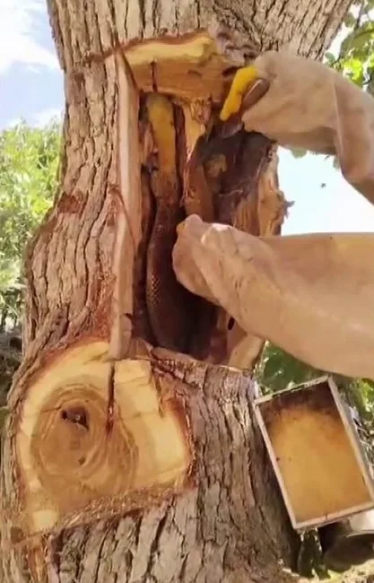 TUNCELİ’NİN HOZAT İLÇESİNDE ARICILIKLA