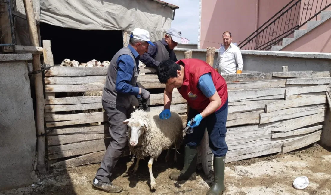 AFYONKARAHİSAR’DA KÜÇÜK HAYVANLAR AŞILANDI