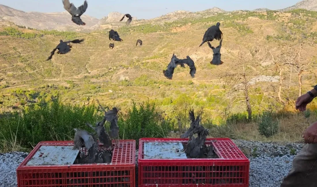 ANTALYA'NIN AKSEKİ VE GÜNDOĞMUŞ