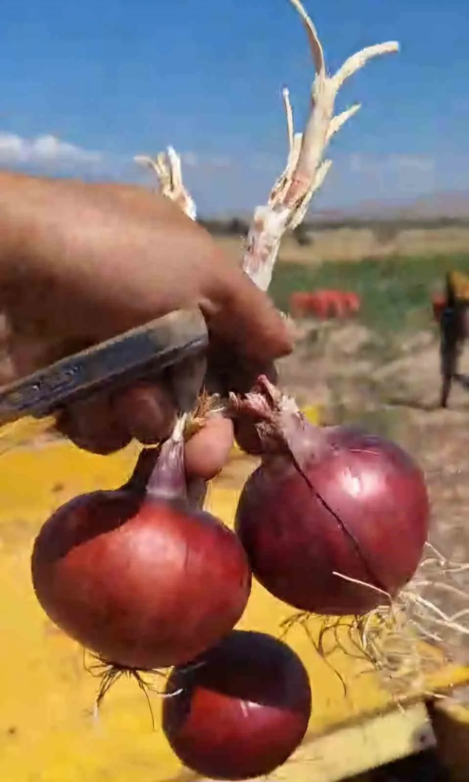 Alaca’nın patentli ürünü mor soğanda hasat dönemi başladı