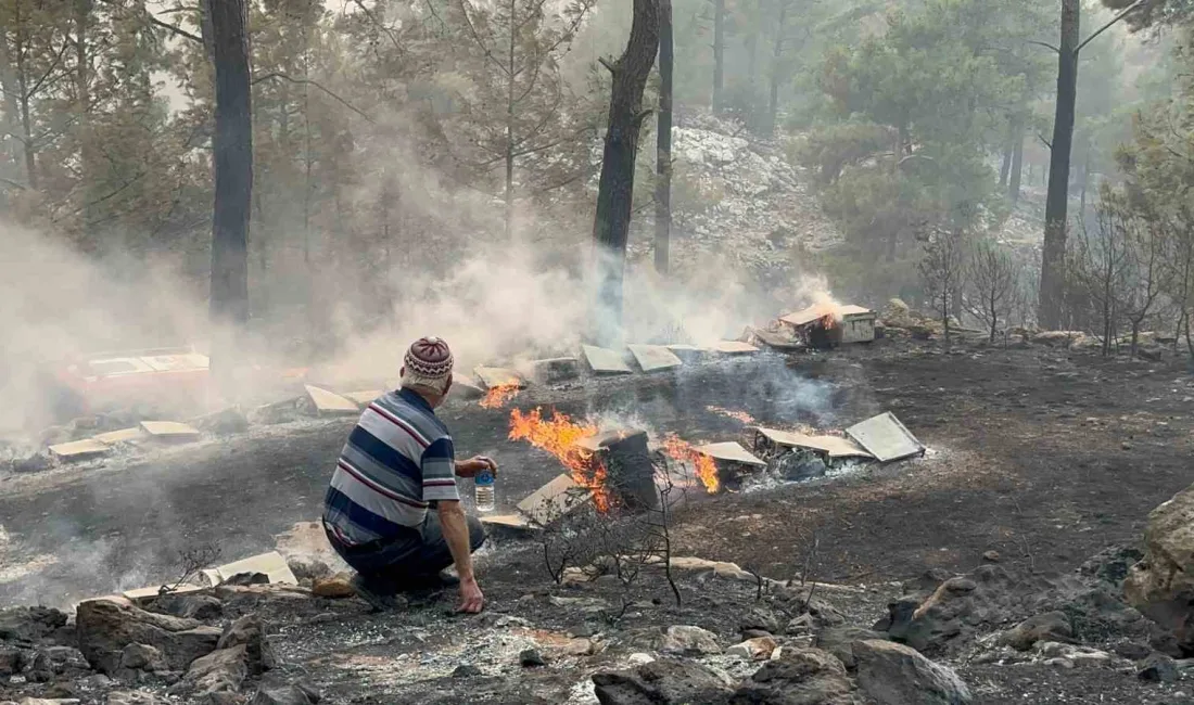 ORMAN YANGININDA YÜZLERCE ARI