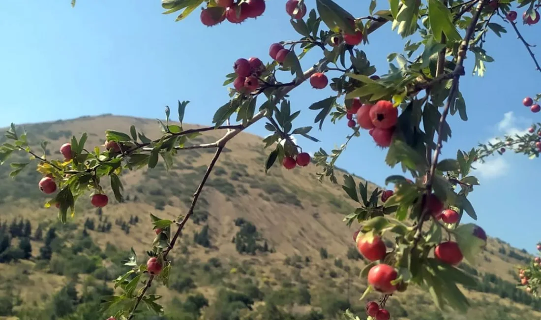 TALAS’IN SİMGELERİNDEN ALİ DAĞI’NDA